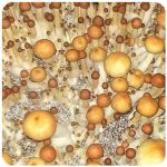 Псилоцибиновые (галлюциногенные) грибы в Лангепасе Psilocybin "Golden Teacher" Псилоцибиновые (галлюциногенные) грибы в Лангепасе Psilocybin "Golden Teacher"