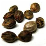 Семена марихуаны АК-47 (Seeds AK-47) в Лангепасе Семена марихуаны АК-47 (Seeds AK-47) в Лангепасе